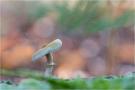 ./1/imgw/27_SB_CHAMPIGNONS_oct._8955_LR_bis.jpg