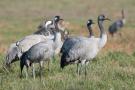 ./134/imgw/17_6_Grues_cendre_769_es.jpg