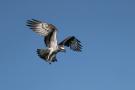 ./134/imgw/19_8_Balbuzard.jpg