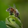 ./134/imgw/28_V_5_pollinisation.jpg