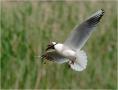 ./135/imgw/13_CB05965_Mouette_rieuse.jpg