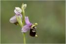 ./135/imgw/15_CB08675_Ophrys_Bourdon_m.jpg