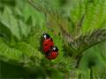 ./147/imgw/10_024_04_13_Accouplement_de_la_coccinelle.jpg