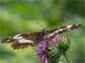 ./147/imgw/11_023_08_06_Papillon_1.jpg