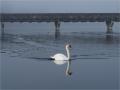 ./147/imgw/13_2022_02_09_cygne_DxO.jpg