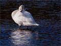 ./147/imgw/17_2023_02_05_Cygne_P1083058_DxO.jpg