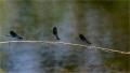 ./147/imgw/24_2025_07_13_Calopteryx_P1013585_DxO.jpg