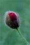 ./147/imgw/25_025_05_30_Bouton_de_coquelicot.jpg