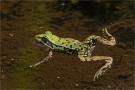 ./147/imgw/4_024_06_09_Petite_grenouille_verte.jpg