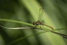 ./170/imgw/13_MMA7366_Sympetrum_meridional.jpg