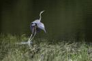 ./170/imgw/6_MMA0096_Decollage_heron_pourpre.jpg